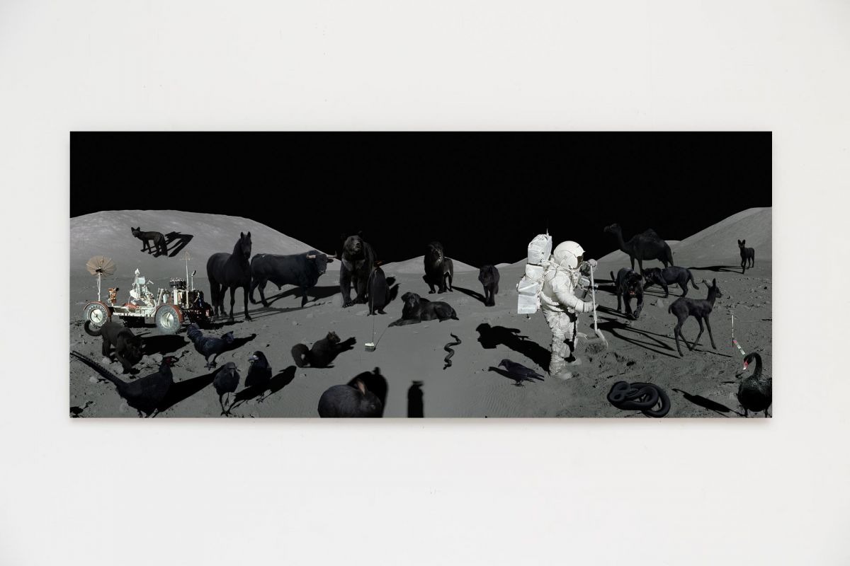 Apollo Melanist Programme
