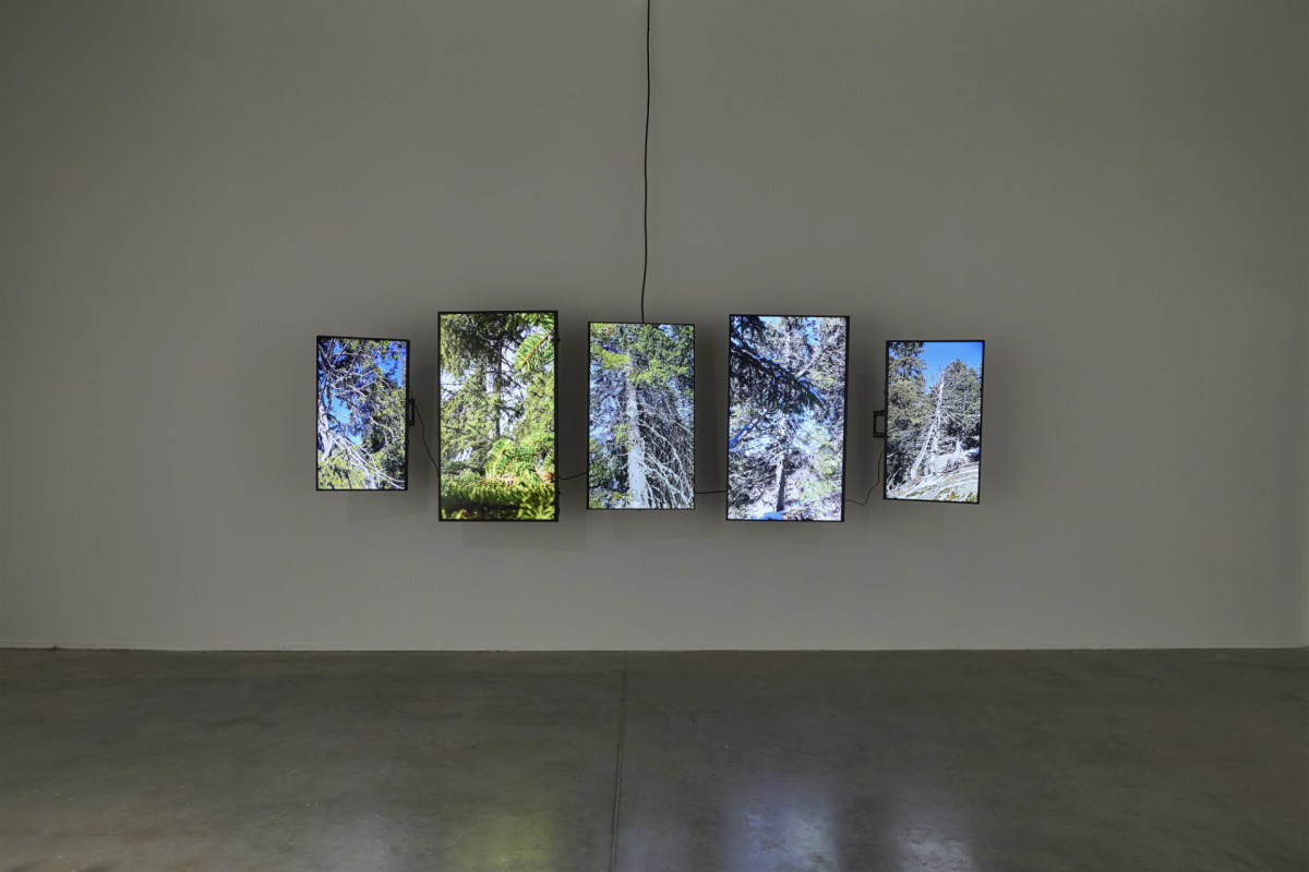 От перспективата на вятъра